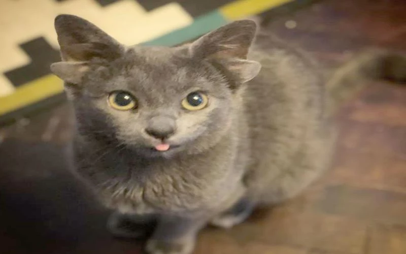 DÖRT KULAKLI DÜNYAYA GELEN KEDİ GÖRENLERİ HAYRETE DÜŞÜRÜYOR