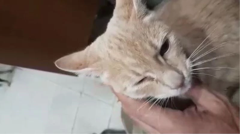 İSKELEDE 4 GÜN MAHSUR KALAN ‘GARİP’ KURTARILDI