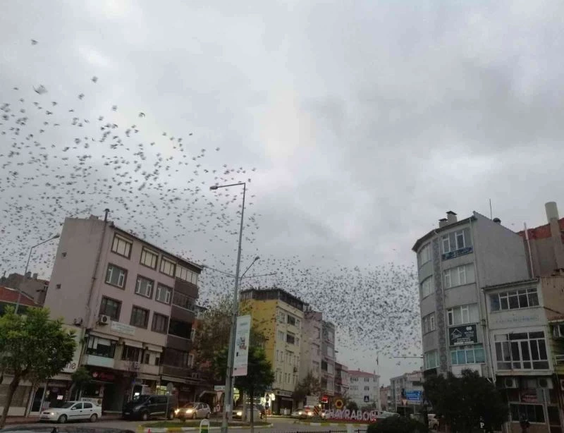 KARGALAR GÖKYÜZÜNÜ İSTİLA ETTİİ