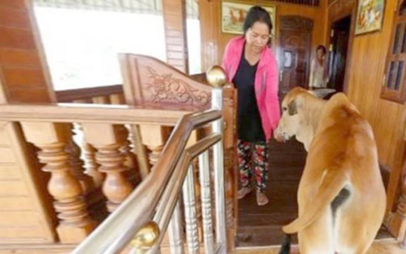 KOCASININ İNEK OLARAK YENİDEN DÜNYAYA GELDİĞİNE İNANDI, İNEKLE EVLENDİ