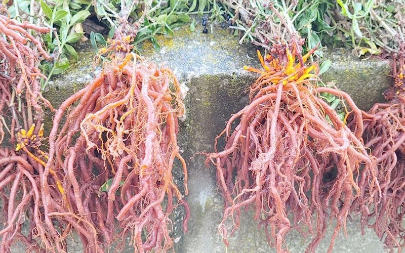 EFSANELERE KONU OLMUŞTU, İLK HASADI GERÇEKLEŞTİ