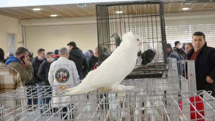 7 FARKLI ÜLKEDEN HAKEMLERİN YER ALDIĞI FESTİVALDE 10 BİNE YAKIN GÜVERCİN SERGİLENDİ