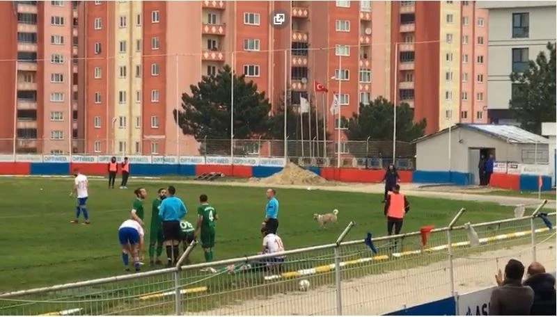 OYUN OYNAMAK İÇİN SAHAYA GİREN KÖPEK TOP YARDIMIYLA ÇIKARILDI 