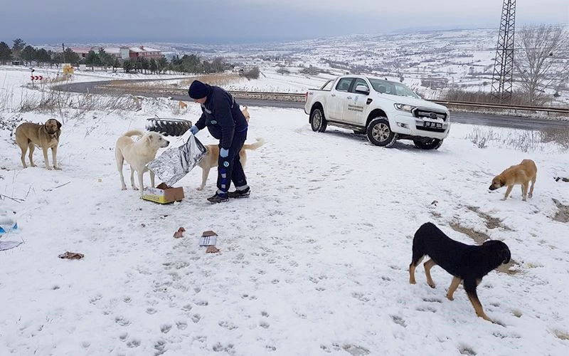 BÜYÜKŞEHİR’DEN SOKAK HAYVANLARINA MAMA DESTEĞİ