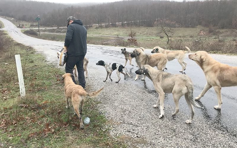 ÖLÜME TERK EDİLEN KÖPEKLER…