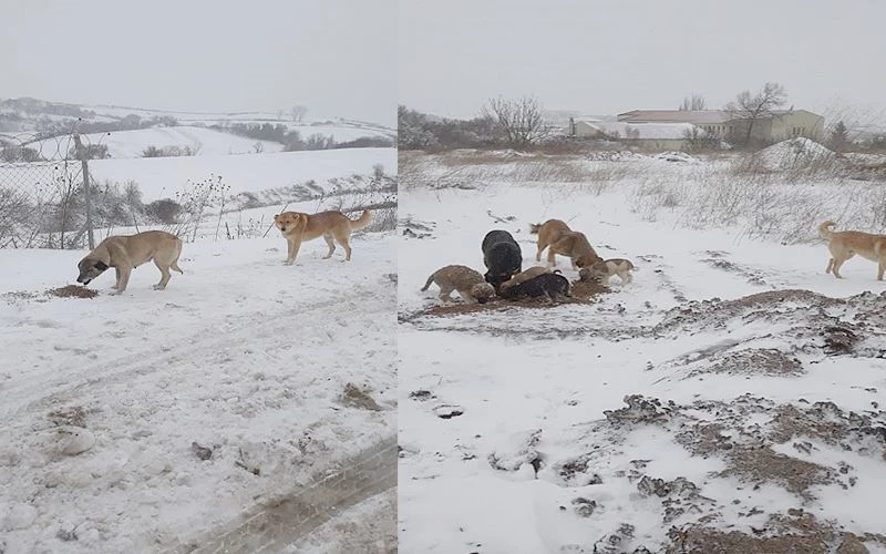 İLÇEDEKİ SOKAK HAYVANLARINI UNUTMADILAR