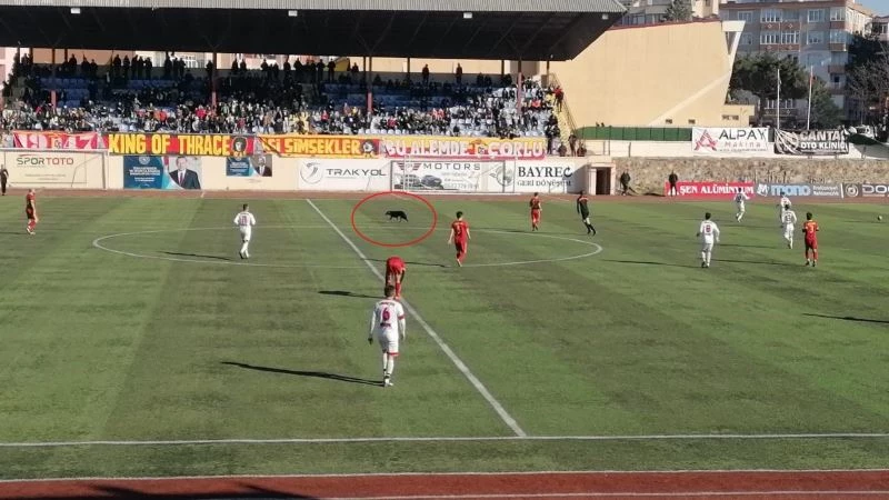 SAHAYA GİREN KÖPEK NEŞELENDİRDİ