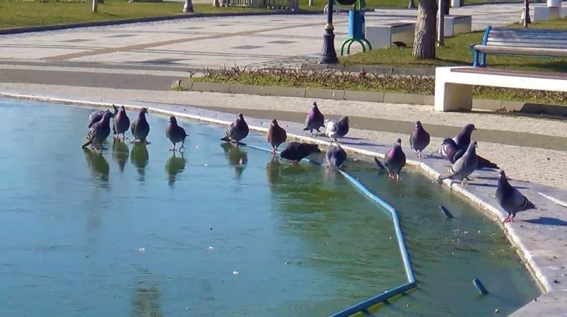 KÖPEKLER ELİ BOŞ DÖNDÜ, KUŞLAR GAGALARIYLA KIRMAYA ÇALIŞTI