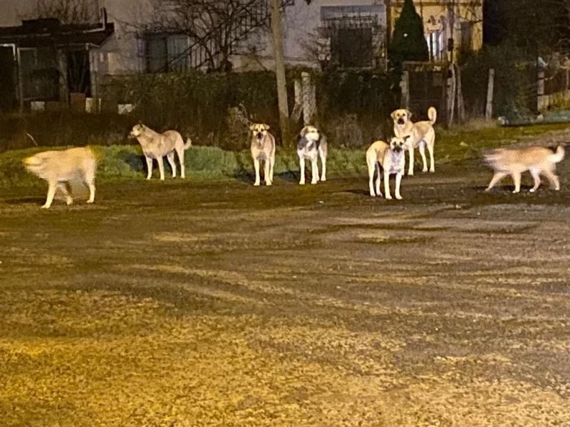 HAYVAN BARINAĞI DEĞİL ÖNERLER MAHALLESİ 