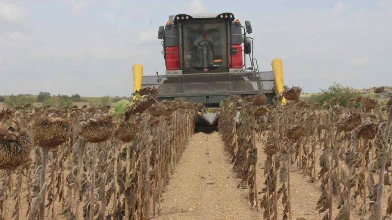 BUĞDAY VE CEVİZDE VERİM ARTTI, AYÇİÇEĞİ VE MISIRDA YÜZDE 1 KAYIP