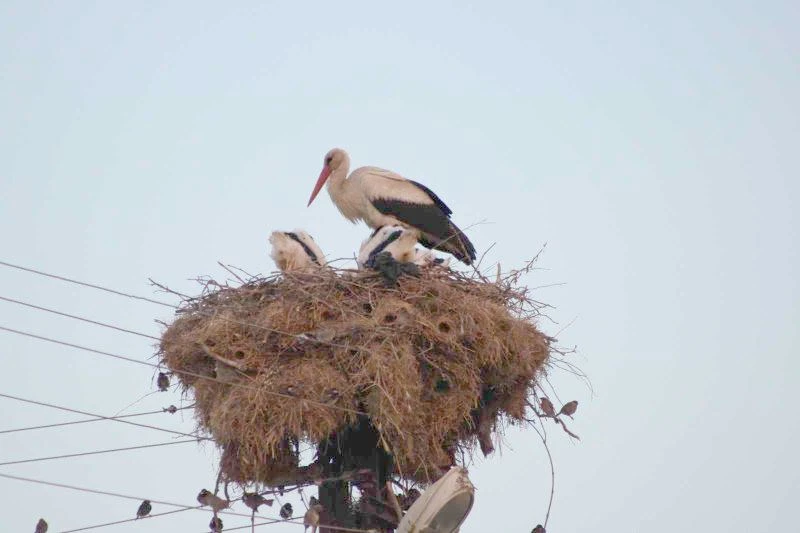 SEVİMLİ LEYLEK SENELERDİR GELDİĞİ KÖYÜN PARÇASI HALİNE GELDİ