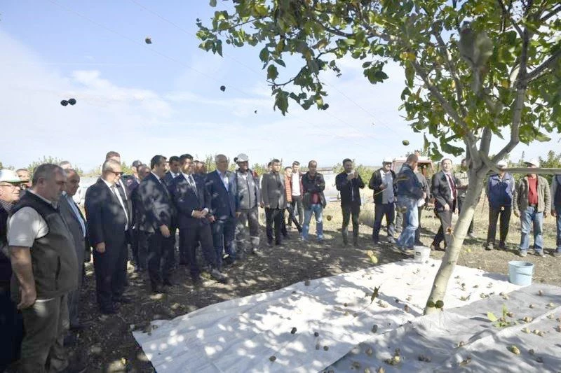 BOZUK ORMAN ARAZİLERİ CEVİZ BAHÇESİNE DÖNÜŞTÜRÜLDÜ