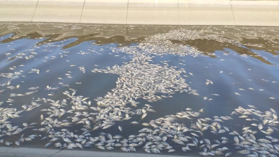 TOPLU BALIK ÖLÜMLERİ VATANDAŞLARI TEDİRGİN ETTİ