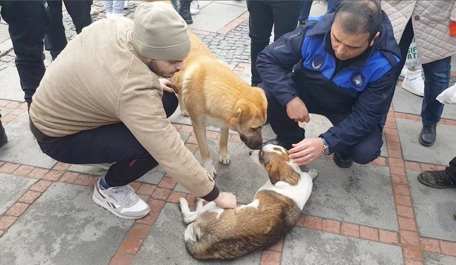 KÖPEK, KAZADA YARALAN ARKADAŞININ YANINDAN AYRILMADI