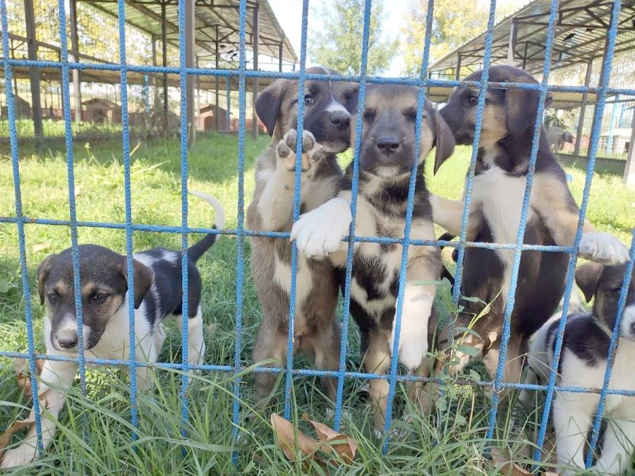 BİR YILDA 115 SEVİMLİ HAYVAN SAHİPLENDİRİLDİ