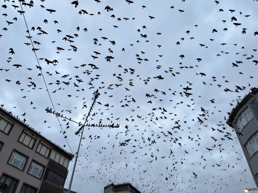 TEKİRDAĞ’DA KARGA SÜRÜSÜ GÖKYÜZÜNÜ İSTİLA ETTİ