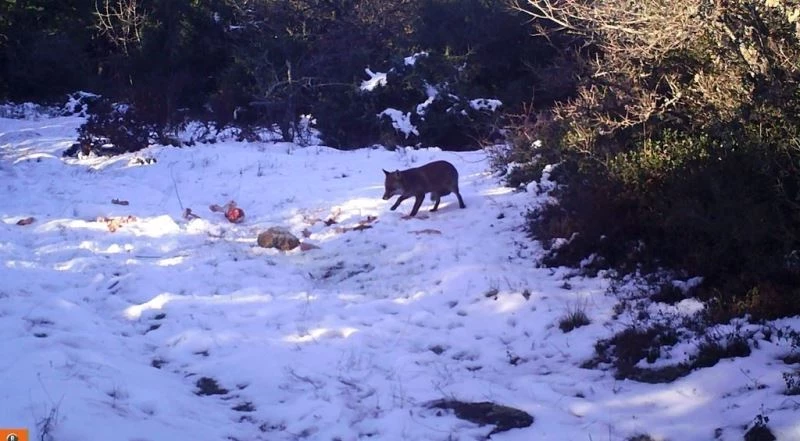 KURTLARA BIRAKILAN ETLER KARGA VE ÇAKALLARA YEM OLDU 