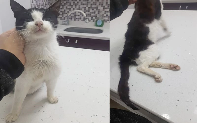 KEDİYİ HAVALI TÜFEKLE VURDU, FELÇ ETTİ, SERBEST KALDI!