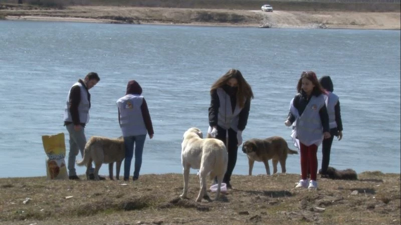 GÖNÜLLÜ GENÇLER KIRSAL BÖLGEDEKİ HAYVANLARI UNUTMADI
