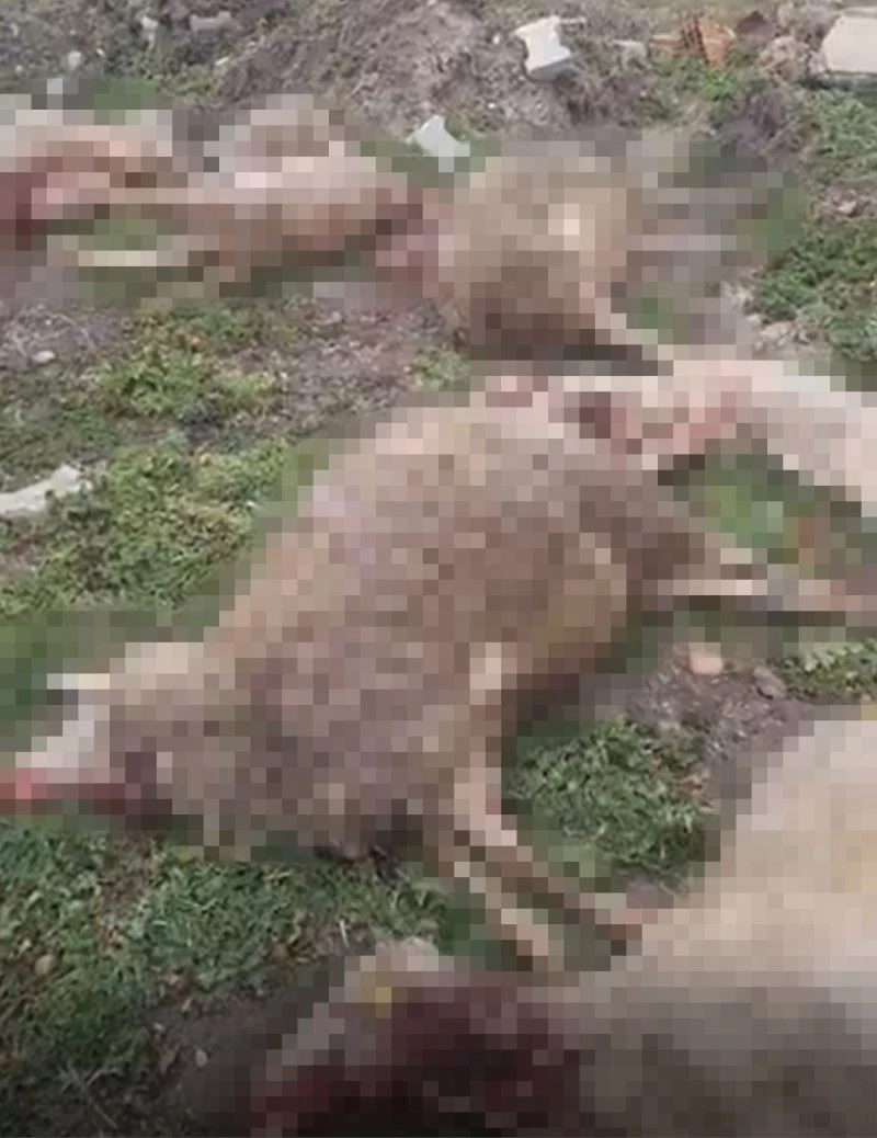 AÇ KALAN KURTLAR AHIRA GİRDİ