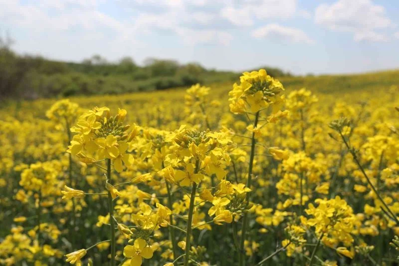 SARI GELİN RENGİYLE BÜYÜLÜYOR