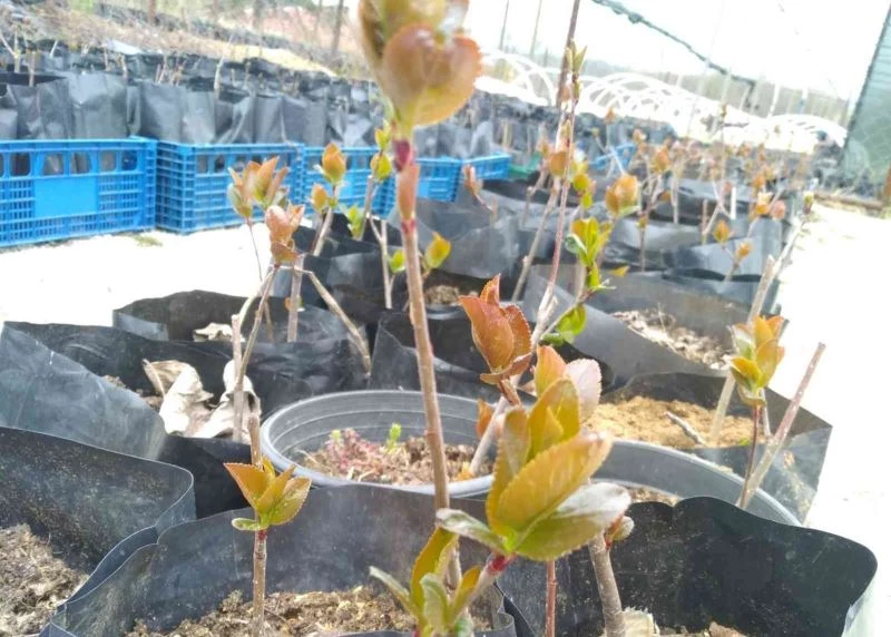 ‘SÜPER MEYVE’ ARONYA KIRKLARELİ’NDE YETİŞECEK!