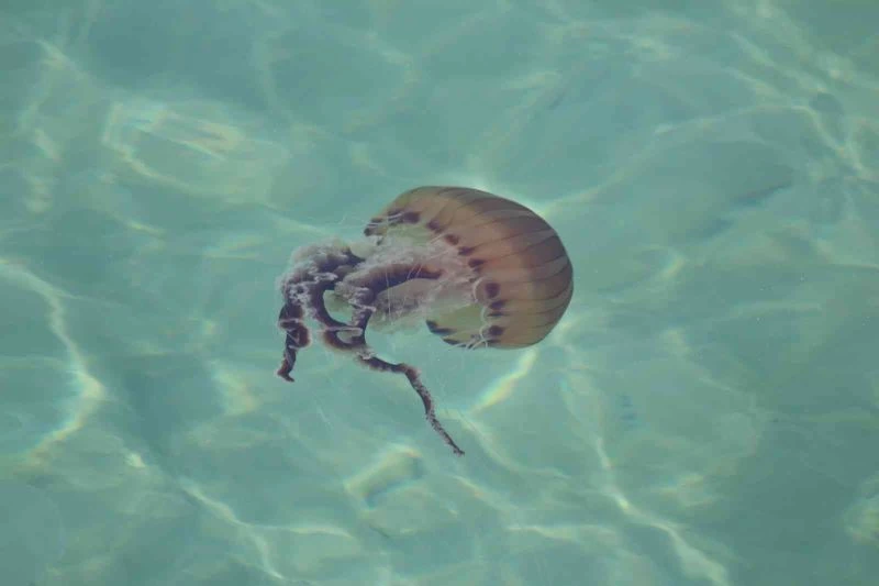 DENİZİN EN ZEHİRLİLERİNDEN TEKİRDAĞ KIYILARINDA GÖRÜLDÜ