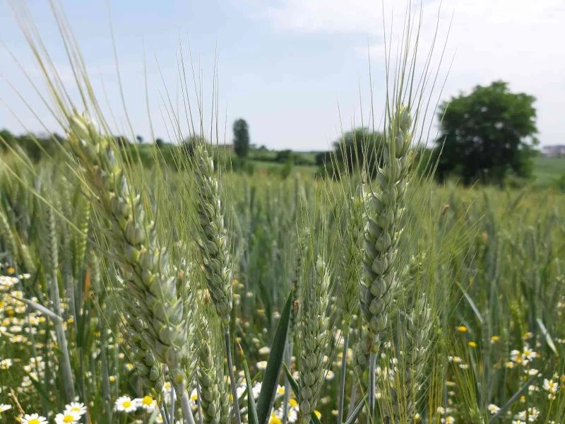 BUĞDAY REKOLTESİNİN ARTMASI BEKLENİYOR