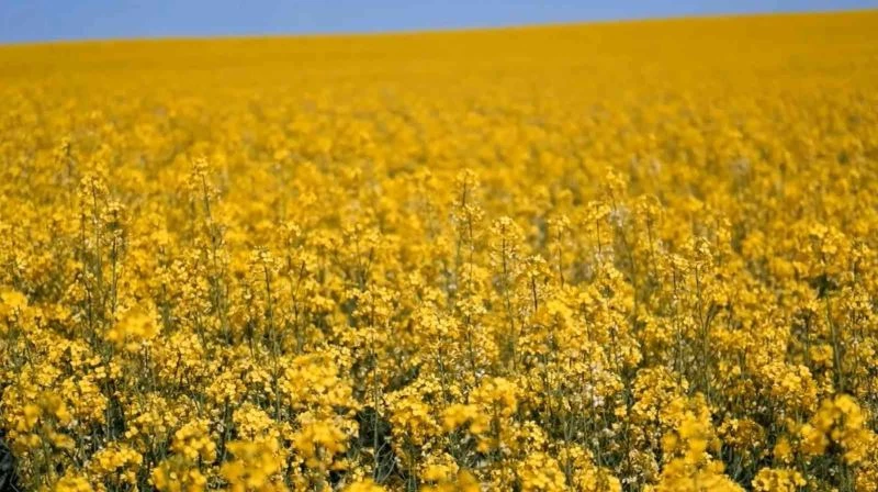 AYÇİÇEK YAĞINA RAKİP OLARAK ÖN PLANA ÇIKAN KANOLADA EKİM ALANI 9 KAT ARTTI