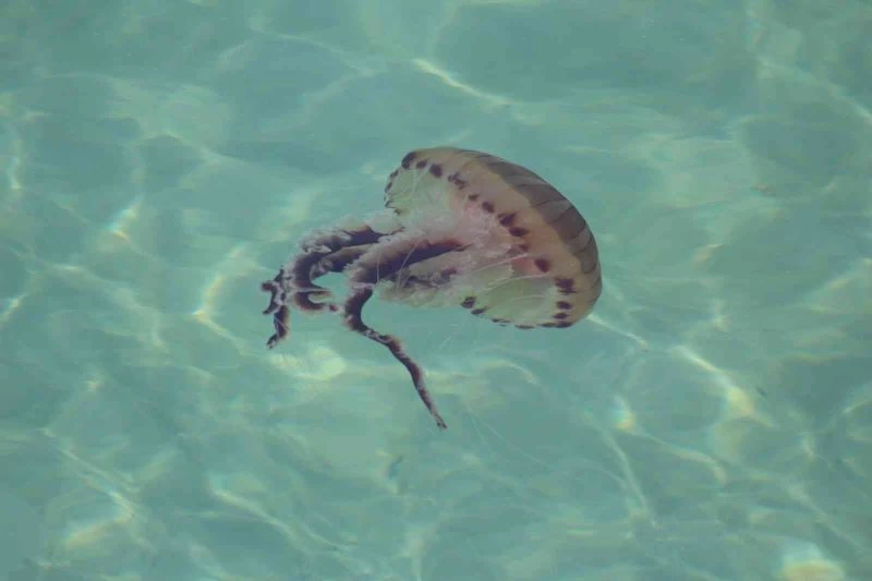 DENİZANALARINA KARŞI UYARI