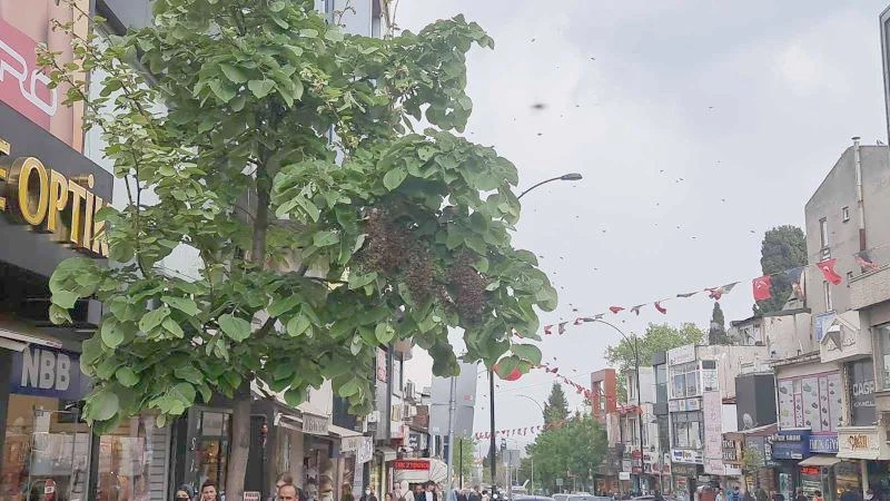 TEKİRDAĞ BİR SOKAKTA ARI İSTİLASI 