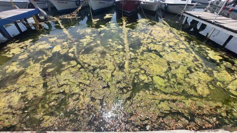 MARMARA DENİZİ KENDİNİ TEMİZLİYOR: KIYILAR YOSUNLA KAPLANIYOR