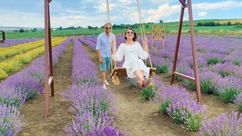 Tekirdağ’da mor günler: 7’den 70’e herkes tarlaya akın ediyor