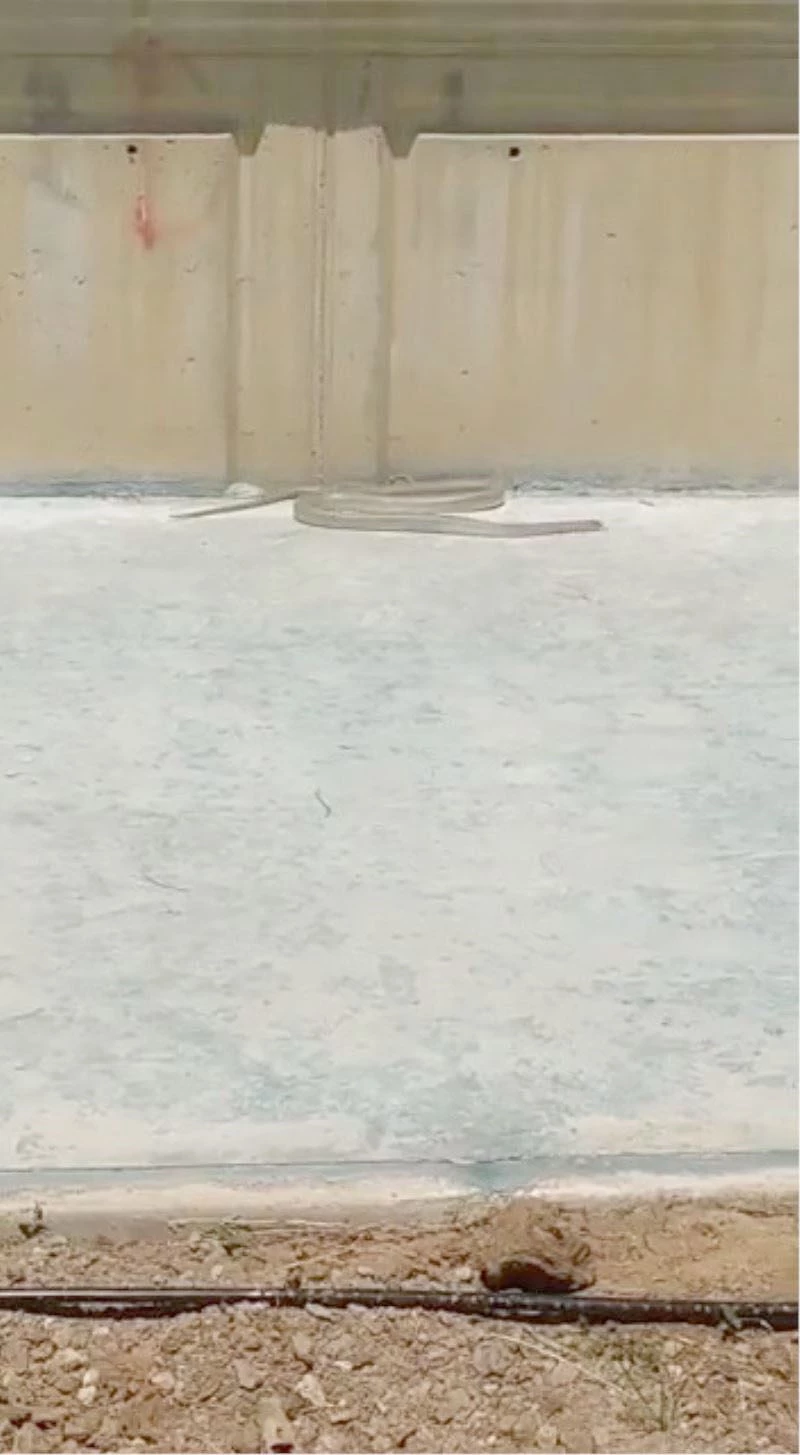 SICAKLARLA BİRLİKTE KALDIRIMLARDA ORTAYA ÇIKAN YILANLAR TEDİRGİN ETTİ