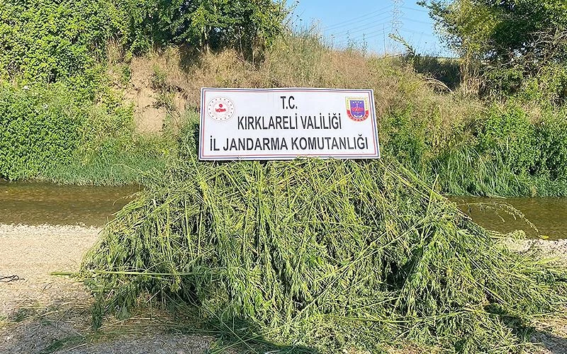 AYÇİÇEĞİ TARLASINDA 85 BİN KÖK KENEVİR BİTKİSİ ELE GEÇİRİLDİ