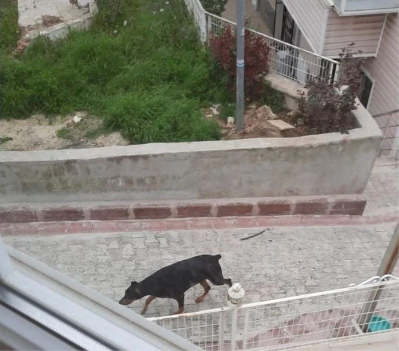 KÖPEKTEN KORKUP KAÇAN ÇOCUĞA ARABA ÇARPTI