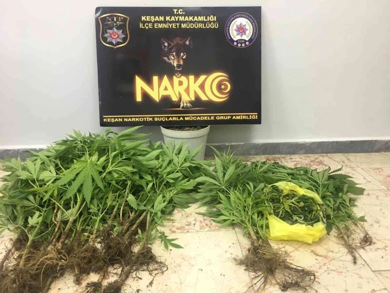 SAKSI İÇİNDE KENEVİR YAKALANDI