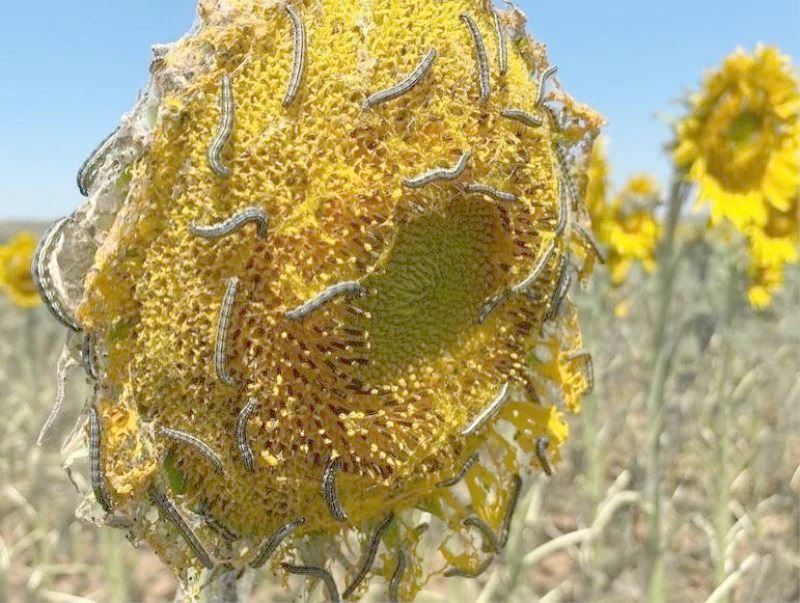 TEKİRDAĞ’DA ‘ÇAYIR TIRTILI’ İNCELEMESİ