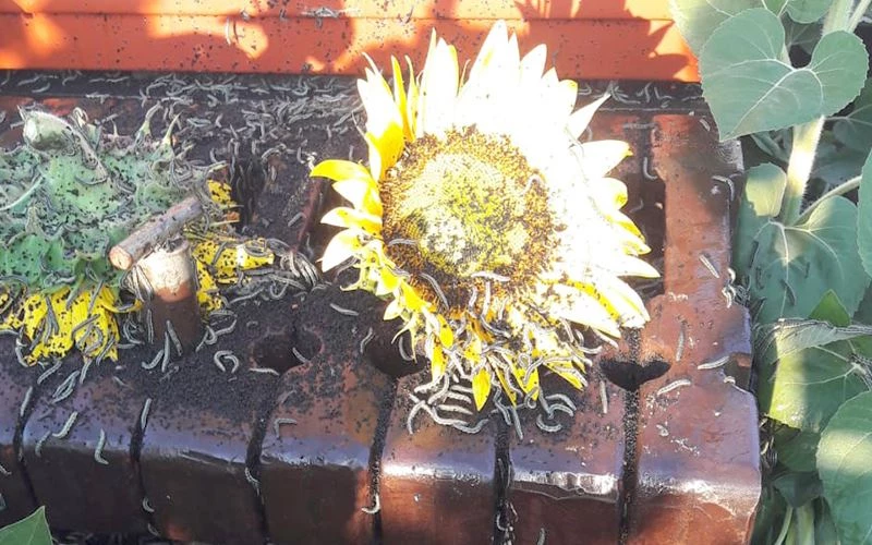 800 BİN TON AYÇİÇEĞİ TEHLİKEDE!