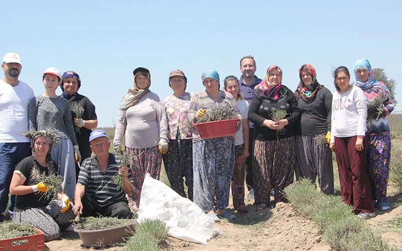 LAVANTA ÜRETİCİLERİ HASATTAN MEMNUN 