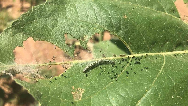 TRAKYA’DA ‘ÇAYIR TIRTILI’ ALARMI