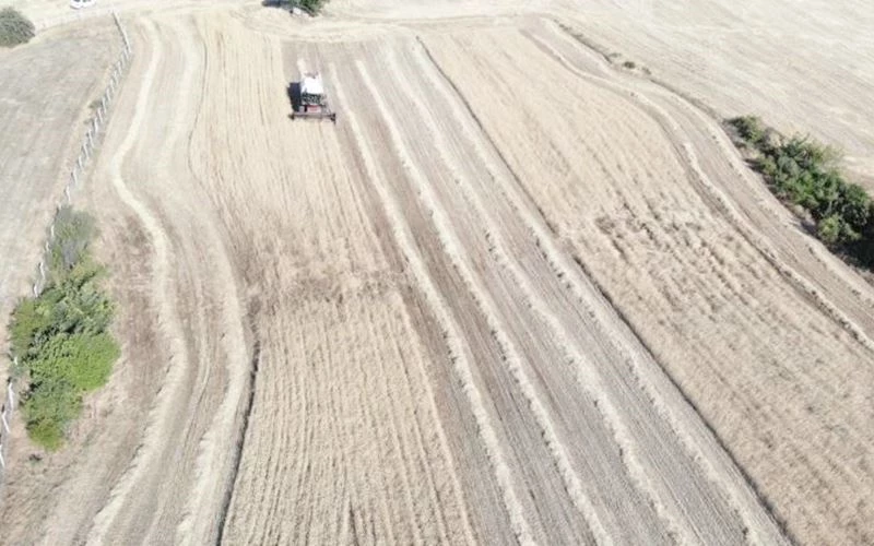 KURAK BÖLGELERDE BUĞDAY VERİMİ DÜŞTÜ