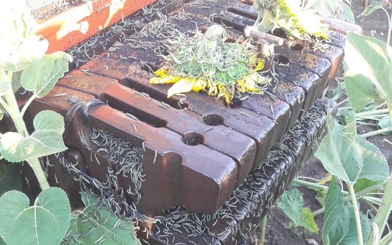 AYÇİÇEKTEKİ ÇAYIR TIRTILI İSTİLASINA KARŞI SORU ÖNERGESİ