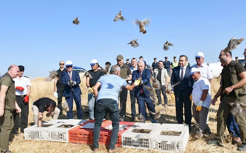 KENE AVCILARI İŞ BAŞINDA! 