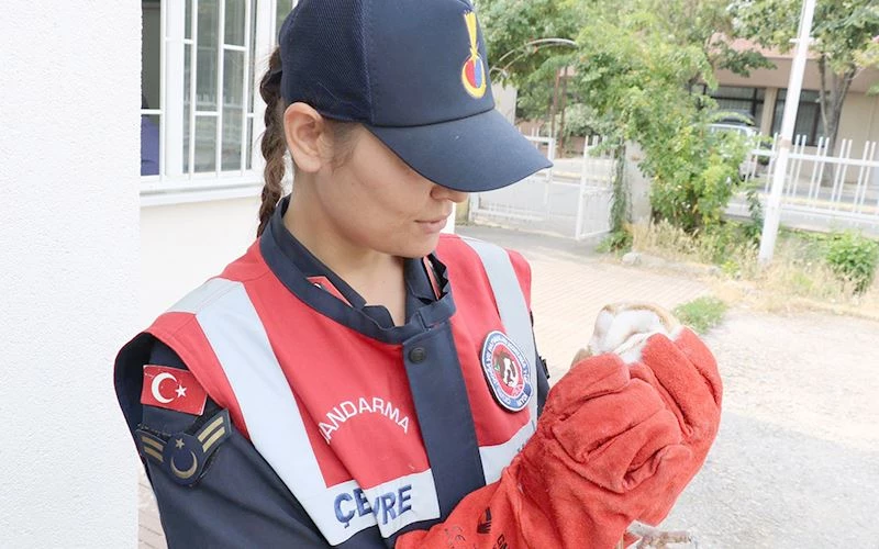 YARALI BAYKUŞ VE LEYLEK TEDAVİ ALTINA ALINDI