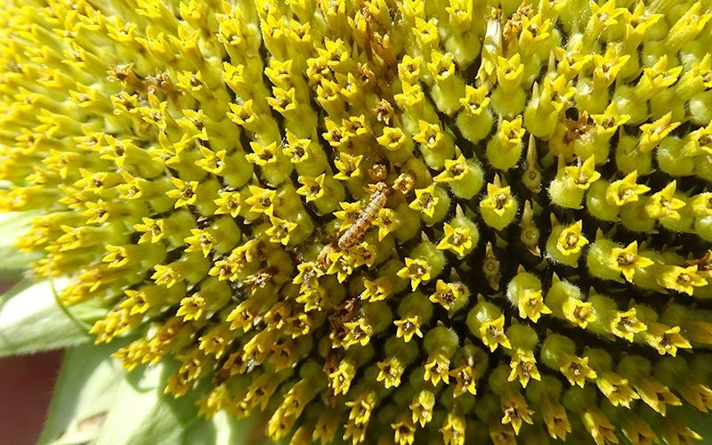 ÇAYIR TIRTILI İLE MÜCADELE SÜRÜYOR