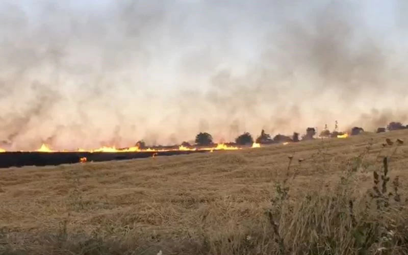 BEZELYE TARLASI VE BUĞDAY TARLASI YANDI