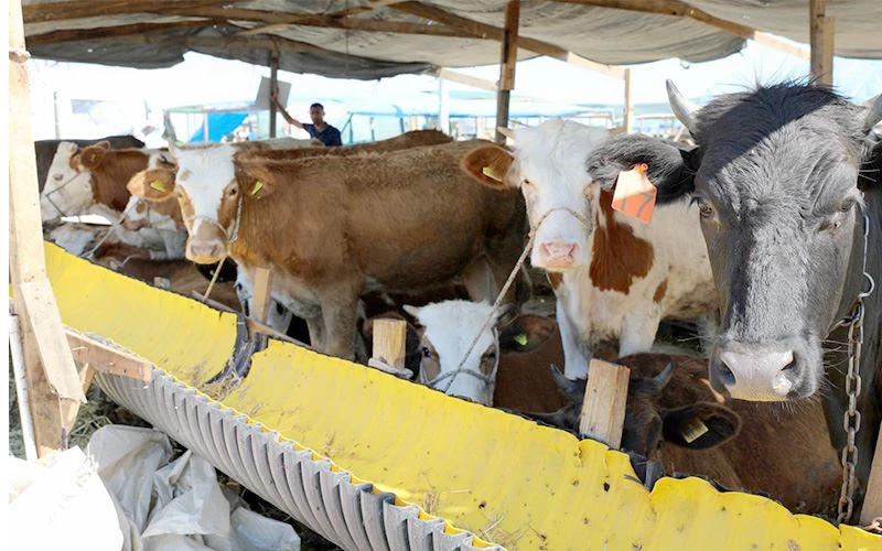 BAYRAM YAKLAŞIRKEN KURBAN PAZARI HAREKETLENDİ