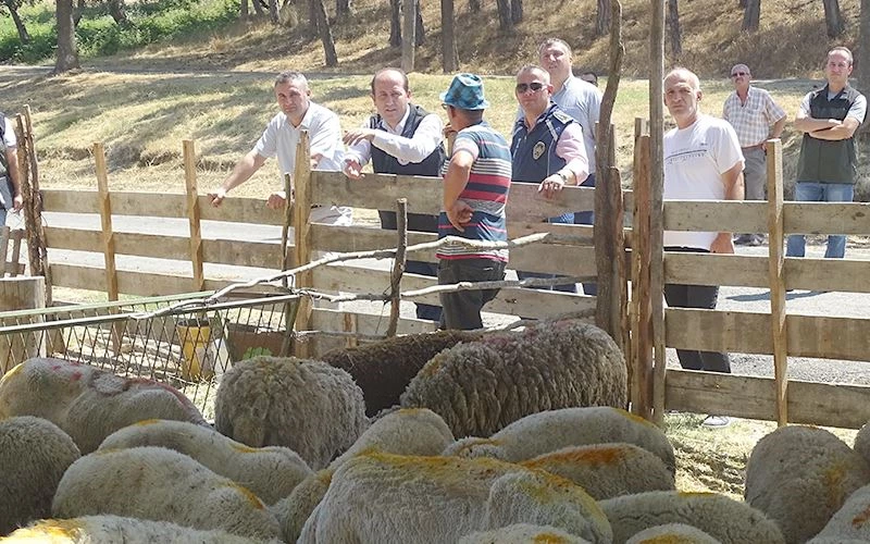 HAYVAN SATIŞ YERLERİ VE ET İŞLETMELERİ DENETLENİYOR
