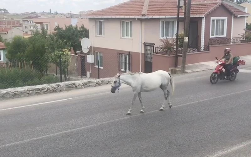 TRAFİKTE AT ÇİLESİ!
